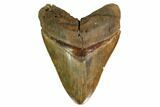 Large, Fossil Megalodon Tooth - Razor Sharp Serrations #156522-1